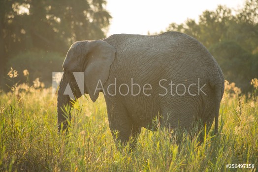 Picture of Elephant female with no tusks in a river bed at sun down